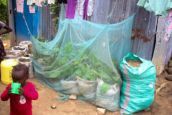 Kitchen-garden-initiative